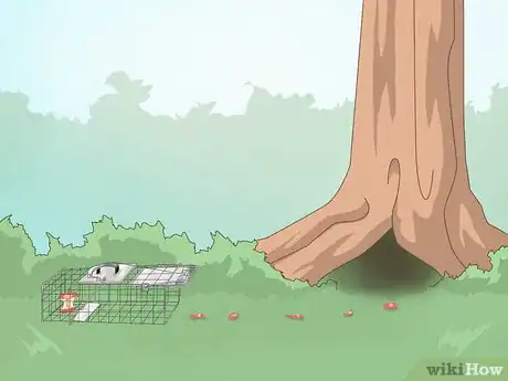 Image titled Trap Raccoons Step 7