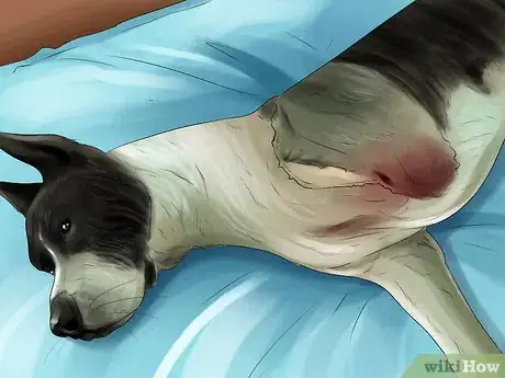 Image titled Treat a Dog with Osteosarcoma Step 7
