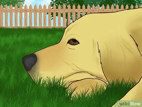 Image titled Stop Your Dog from Running Out of the Backyard Step 3