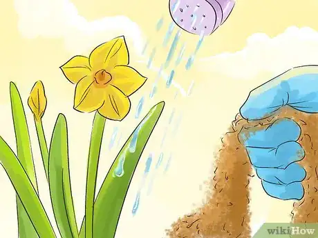 Image titled Grow Jonquils Step 5