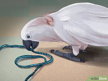 Image titled Live With a Moluccan Cockatoo Step 8