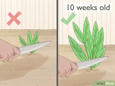 Image titled Grow Eryngium Foetidum Step 13