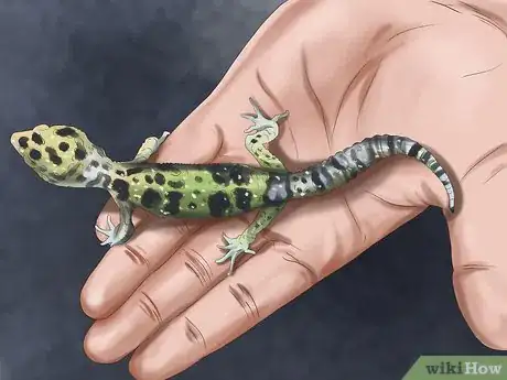 Image titled Care for a House Gecko Step 9