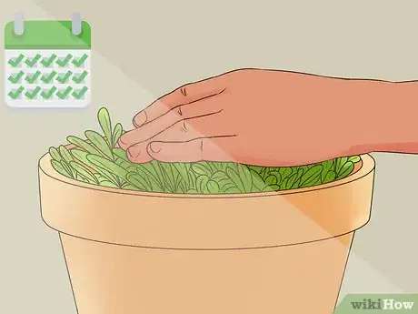 Image titled Grow Perennials From Seed Step 13