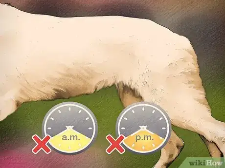 Image titled Protect Dogs from Poisonous Insects Step 14