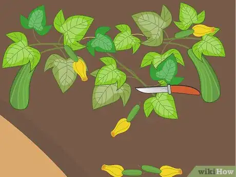 Image titled Harvest Zucchini Step 12