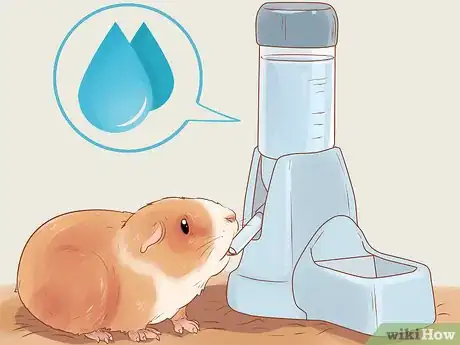 Image titled Care for a Crested Guinea Pig Step 11