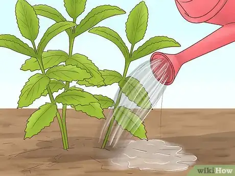 Image titled Grow Herbs Outdoors Step 12