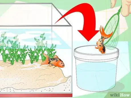 Image titled Identify Aquarium Fish Diseases Step 6