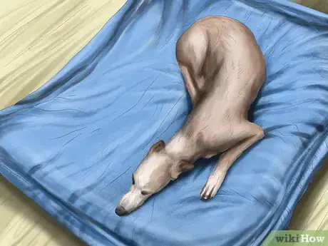 Image titled Care for a Greyhound Step 2