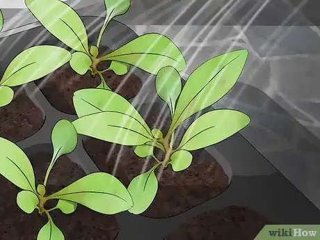 Image titled Grow Gaura Step 9