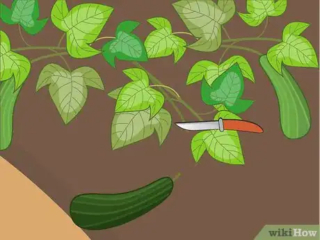 Image titled Harvest Zucchini Step 05