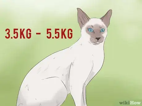 Image titled Identify a Javanese Cat Step 1