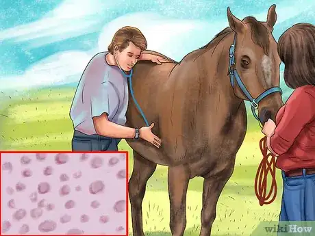 Image titled Diagnose the Cause of Fatigue in Horses Step 8