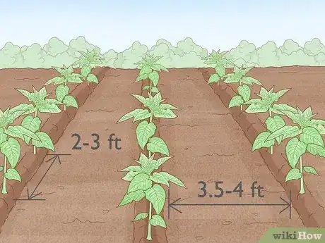 Image titled Grow Tobacco Inside Step 18