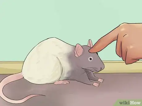 Image titled Train Your Rat to Do Tricks Step 3