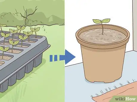 Image titled Plant Angel Trumpet Seeds Step 16