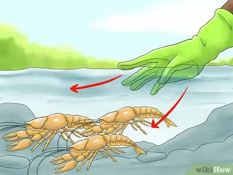 Image titled Catch a Crayfish Step 11
