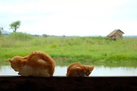 Image titled Myanmar   Meditating Cats