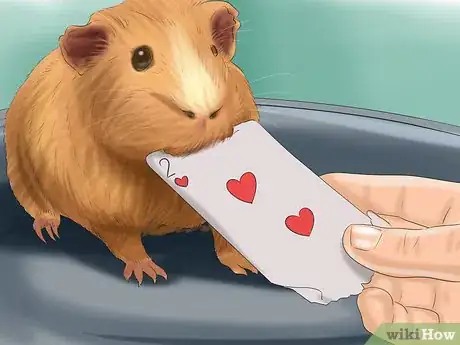 Image titled Choose a Pet Guinea Pig Step 11