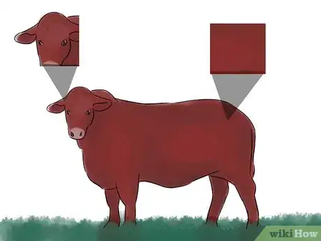 Image titled Identify Beefmaster Cattle Step 2