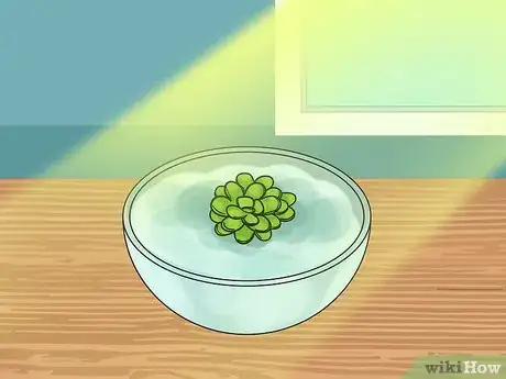 Image titled Grow Fairy Moss Indoors Step 5