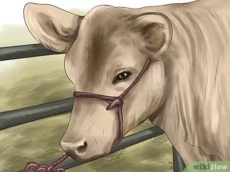 Image titled Give Cattle Hormones Step 3