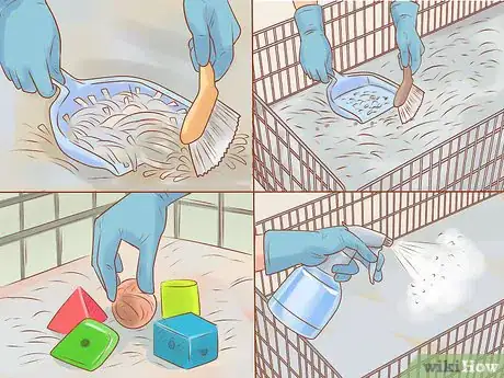 Image titled Care for a Crested Guinea Pig Step 17