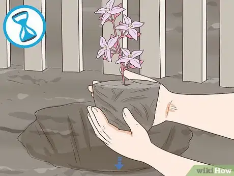 Image titled Grow Boronia Step 10