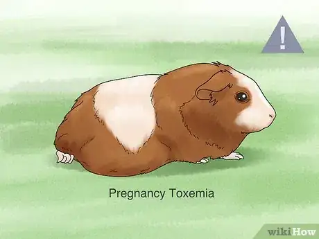 Image titled Choose a Guinea Pig for Breeding Step 2