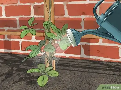 Image titled Grow Akebia Quinata Step 14