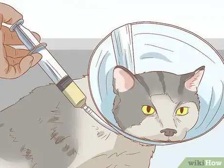 Image titled Treat Cleft Palate in Cats Step 13