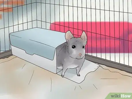 Image titled Keep Multiple Chinchillas Step 10