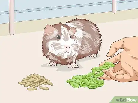 Image titled Teach Your Guinea Pig to Come when Called Step 11