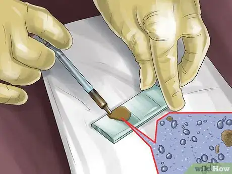 Image titled Get Rid of Strongyle Infestations in Horses Step 3