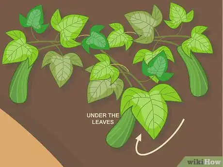 Image titled Harvest Zucchini Step 03