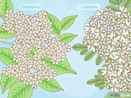 Image titled Identify Elderflower Step 6