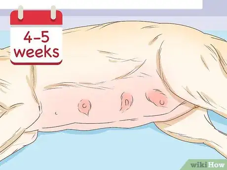 Image titled Tell if a Dog Is Pregnant Step 2
