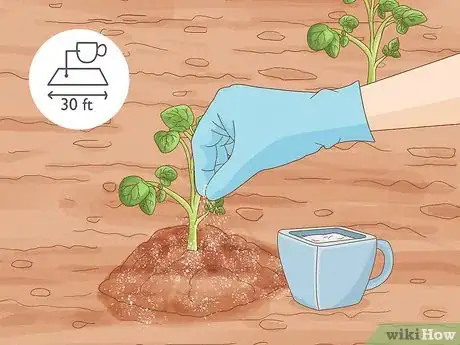 Image titled Grow Irish Potatoes Step 10