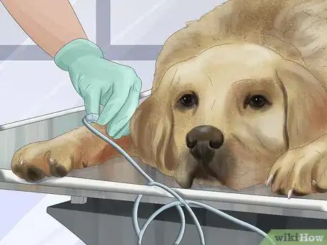 Image titled Treat a Dog for Rabies Step 6
