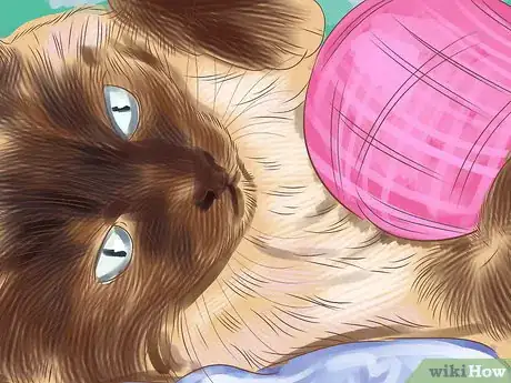 Image titled Socialize a Fearful Cat Step 5