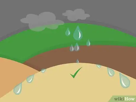 Image titled Grow Lupine Flowers Step 04