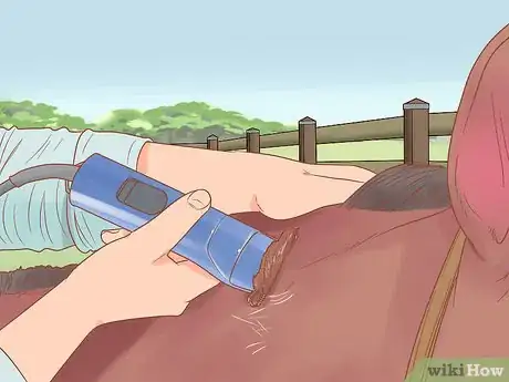Image titled Groom a Horse for a Show Step 14