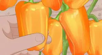 Grow Sweet Peppers