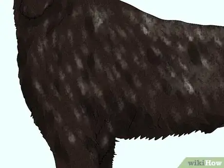 Image titled Identify a German Longhaired Pointer Step 9