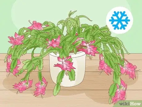 Image titled Get a Christmas Cactus to Bloom Step 1