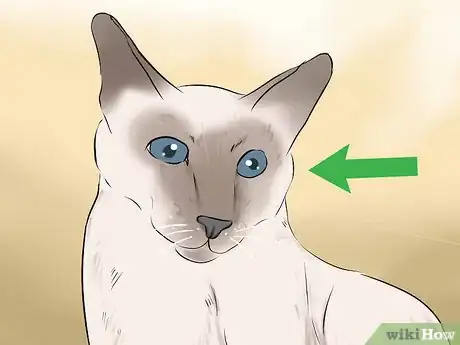 Image titled Identify a Javanese Cat Step 5