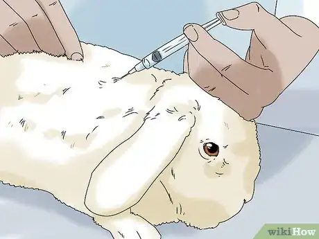 Image titled Keep Your Rabbit Healthy Step 2