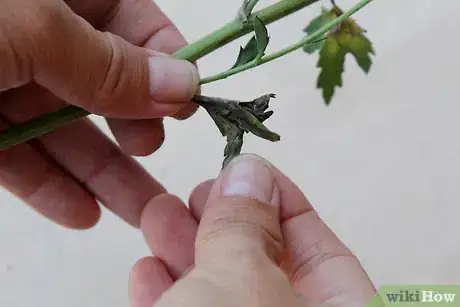 Image titled Care for Flowers Step 5