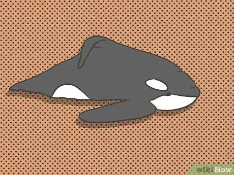 Image titled Identify an Orca Whale Step 3Bullet2